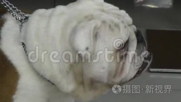 狗种英国斗牛犬视频