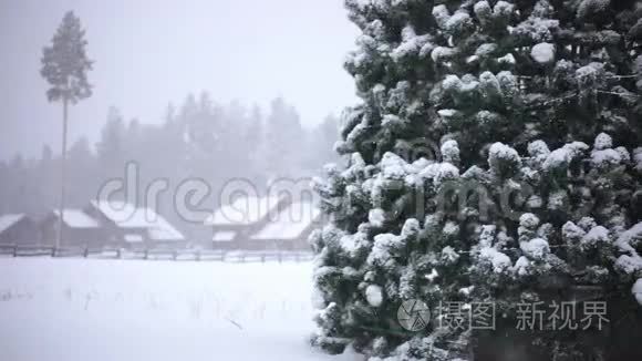 冬天的树木覆盖着新鲜的雪