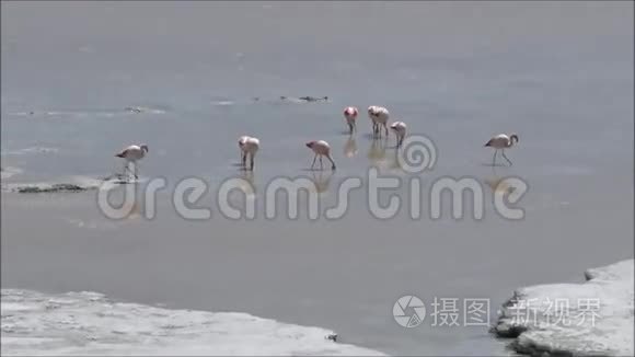 智利阿塔卡马沙漠的山地和盐滩视频