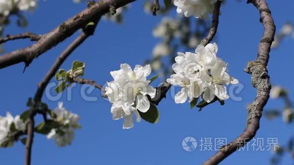 一棵盛开的苹果树。 春天的晴天。 春天公园里的开花树。