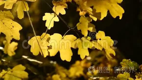 秋天画的叶子视频