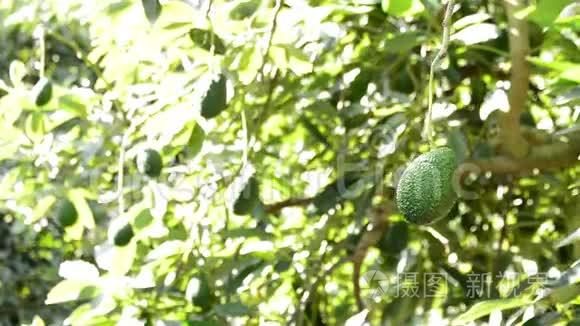 牛油果挂在种植园的树枝上视频