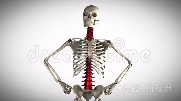 人体骨骼模型在灰色背景下旋转视频