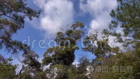 日本京都森林中的大树视频