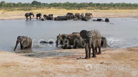 一群非洲象在水洞里出没视频