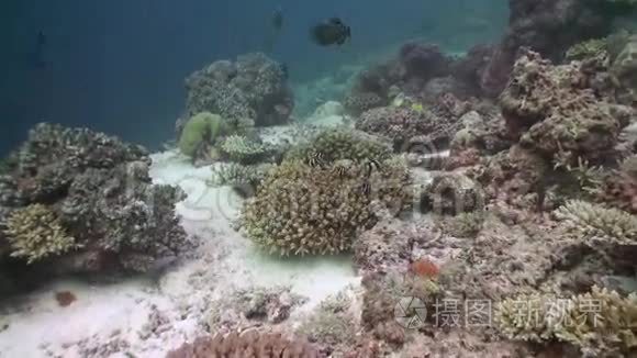 热带鱼在珊瑚礁上成群寻找食物。