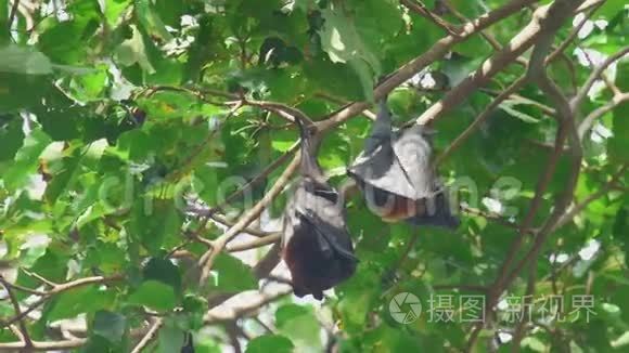 飞狐挂在树枝上洗衣服视频