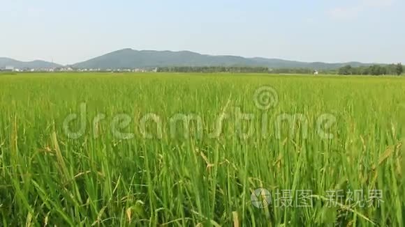 稻田风光在风中摇曳视频