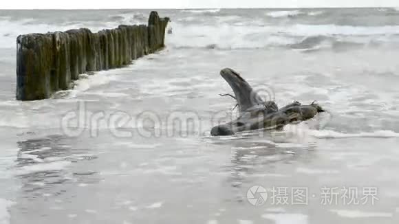 波罗的海海滩的漂流木视频