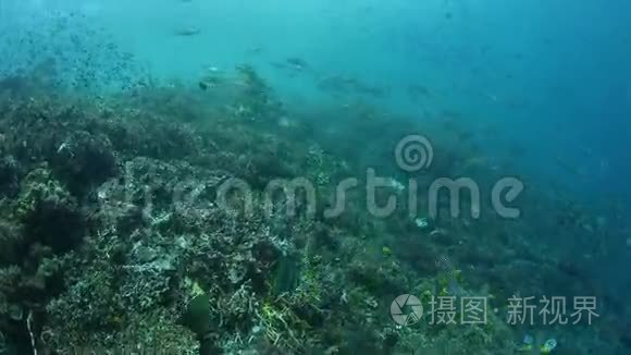 热带太平洋珊瑚礁渔业学校视频