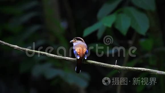 彩鸟银胸阔尾鹬视频