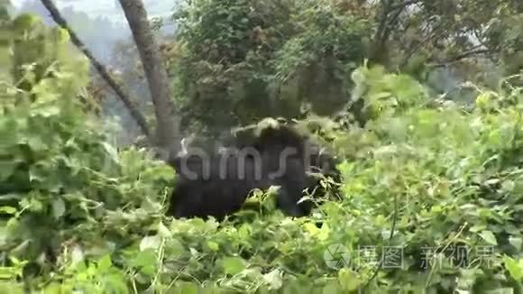 野生大猩猩卢旺达热带森林视频