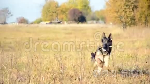 德国牧羊犬玩耍视频