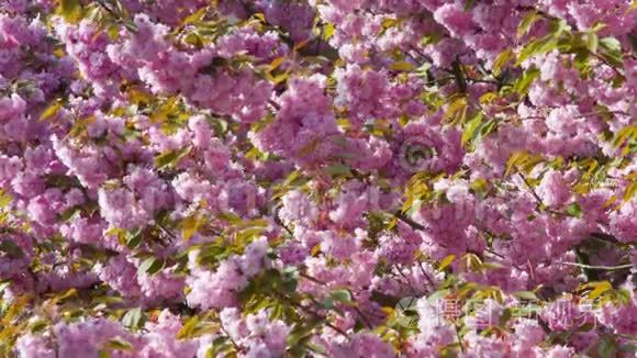 日本樱花，春天的自然背景