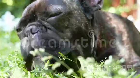 宠物狗种法国斗牛犬视频