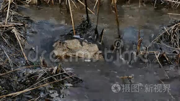 石溪流水沸干芦苇自然景观视频