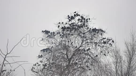 坐在树上的鸟，一群乌鸦