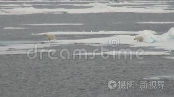 北极熊妈妈和她的幼崽在冰冷的浮冰上。