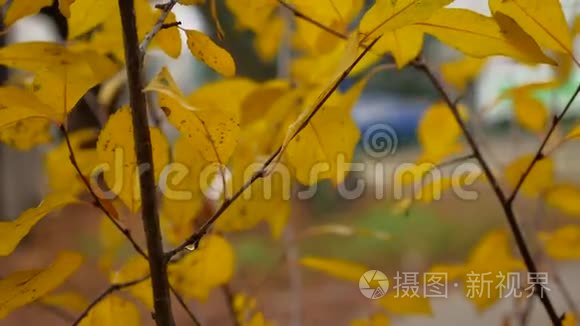 秋天自然景观中树枝上的黄叶视频