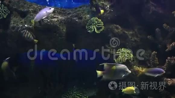 装饰精美的咸水水族馆与鱼视频