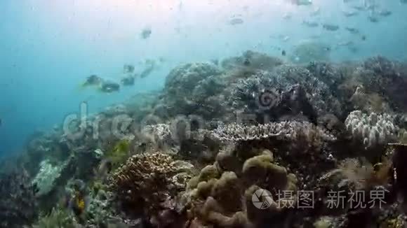 印度尼西亚的养鱼和健康珊瑚礁视频