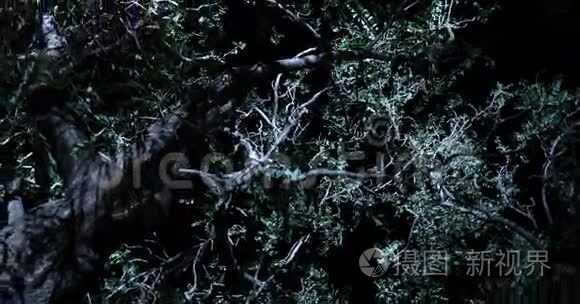 树的夜间恐怖效果镜头视频