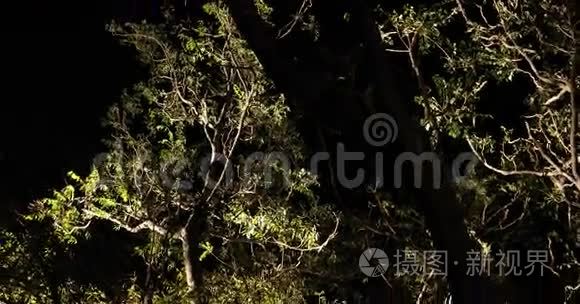 树的夜间恐怖效果镜头视频