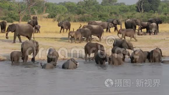 一群非洲象在水洞里出没视频