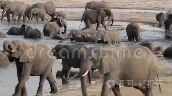 一群非洲象在水洞里出没视频