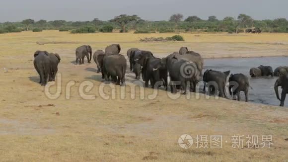 一群非洲象在水洞里出没视频