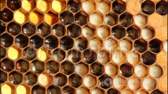 蜜蜂的生活和繁殖视频