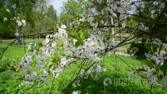 春暖花开的樱花树视频