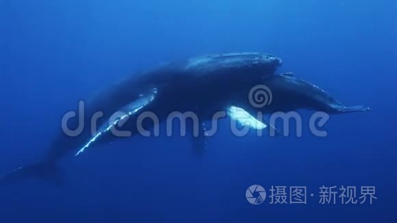 蓝海水中的驼鲸母鲸和小鲸