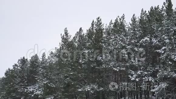 冬季雪景中松树圣诞树的顶端视频