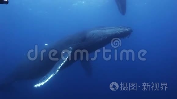 蓝海水中的驼鲸母鲸和小鲸