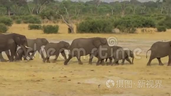 一群非洲象在水洞里出没视频