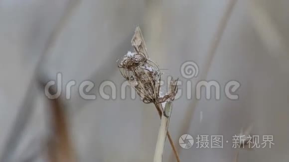 冬季雪田干枝草视频