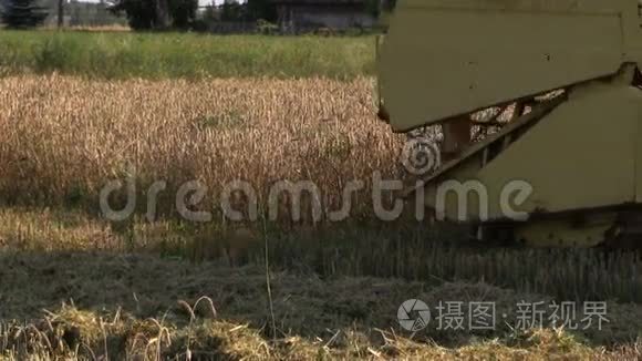 农场联合收割的成熟小麦视频