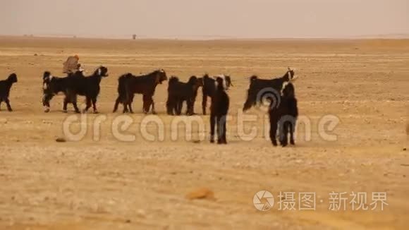 印度拉贾斯坦沙漠山羊视频