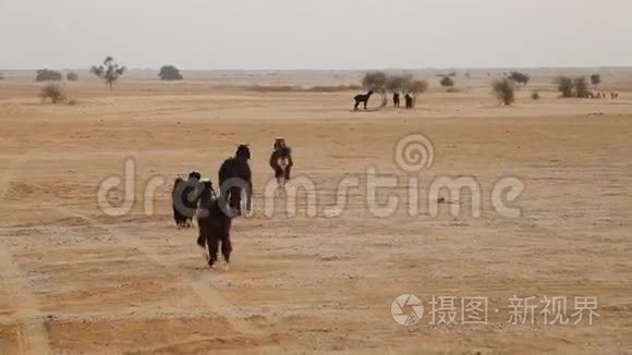 印度拉贾斯坦沙漠山羊视频