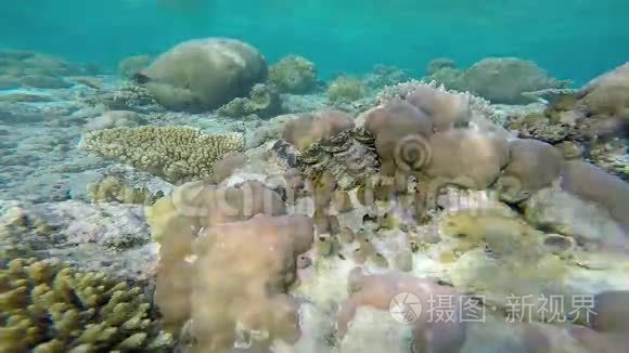 马尔代夫岛附近的异国海洋生物视频