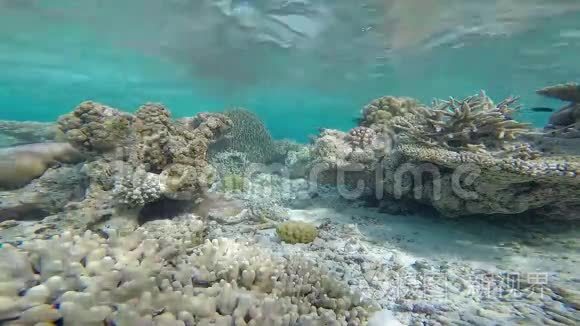 马尔代夫岛附近的异国海洋生物视频