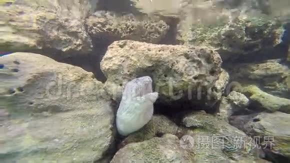 马尔代夫岛附近的异国海洋生物视频