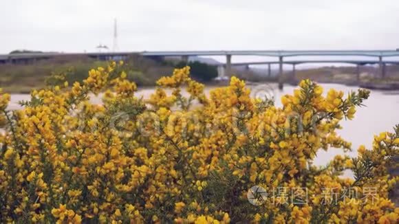 在河的高地上绽放视频