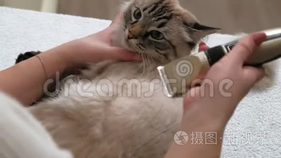 猫毛护理。 宠物护理