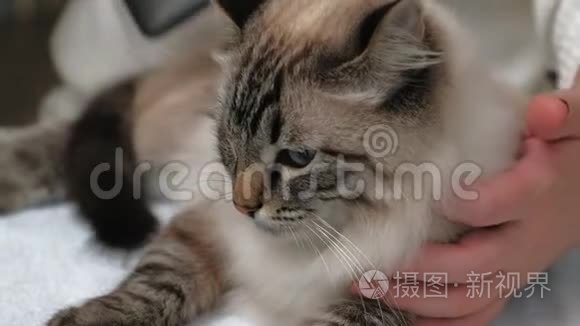 猫毛护理。 宠物护理