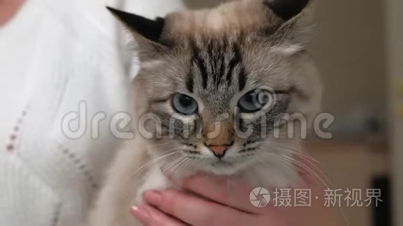 猫毛护理。 宠物护理