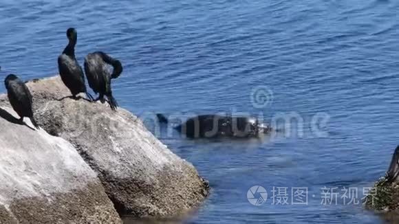 港口海豹和蠕虫视频