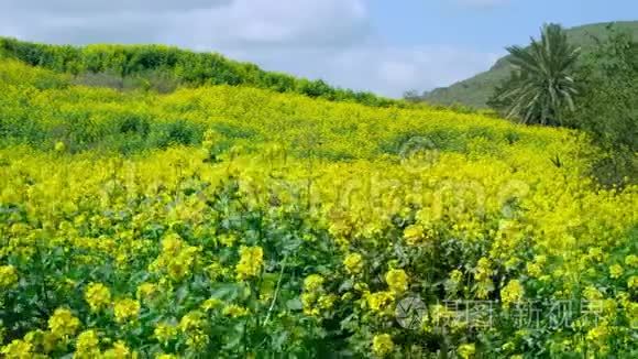美丽的田野，高大的植物和黄花，一个年轻的女人嗅着花