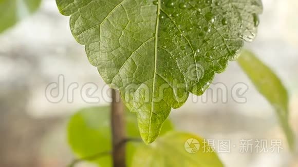 雨中的绿色植物。 特写镜头